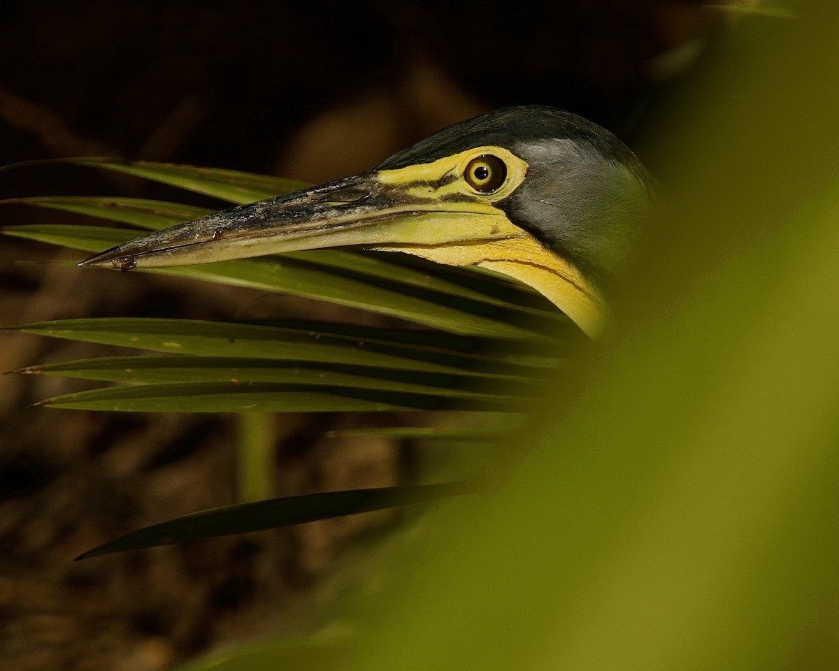 Bare-throated Tiger-Heron - ML635449087