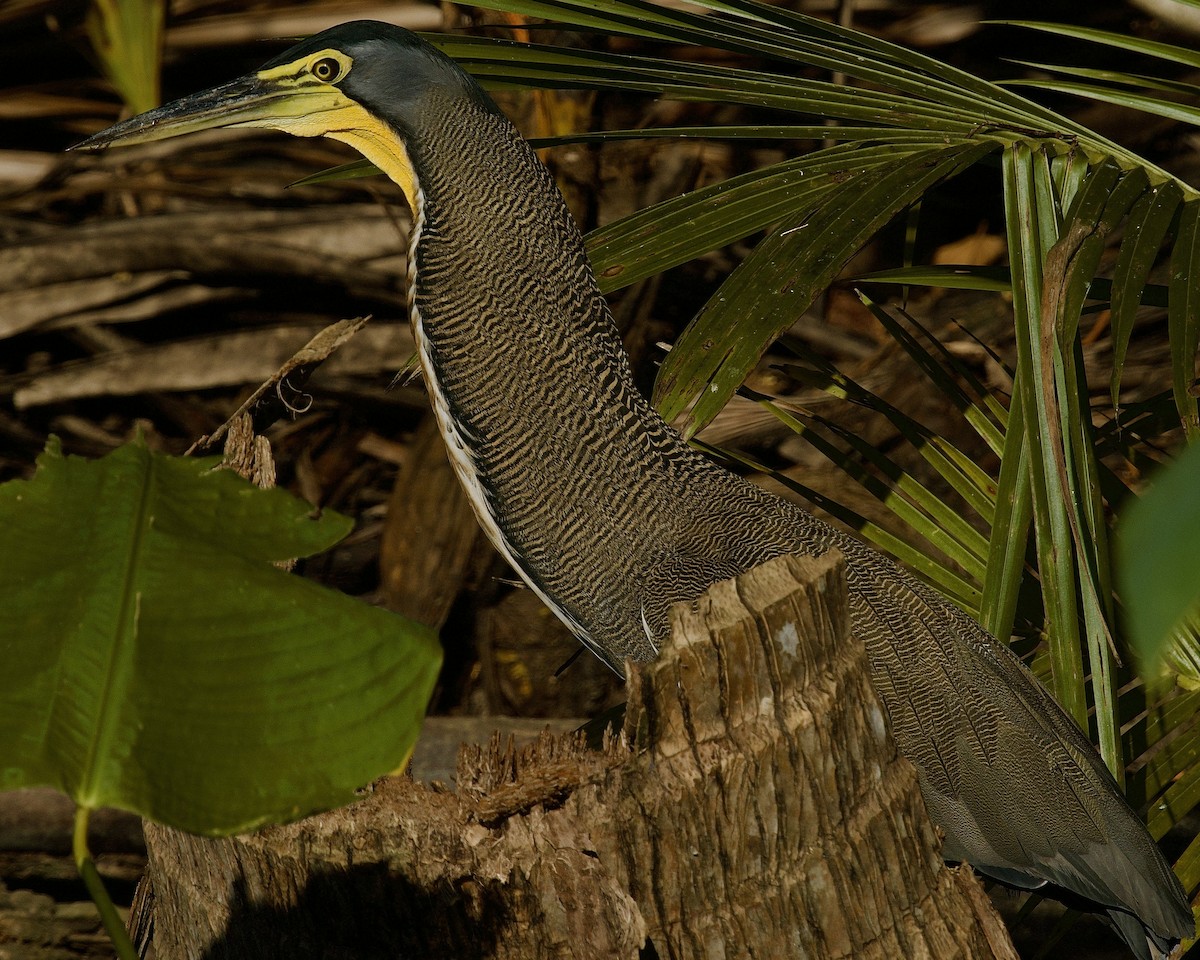 Bare-throated Tiger-Heron - ML635449088