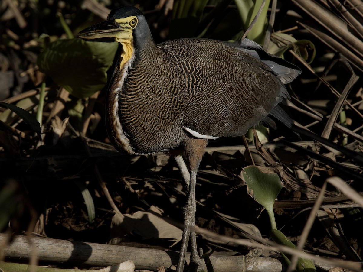 Bare-throated Tiger-Heron - ML635449089