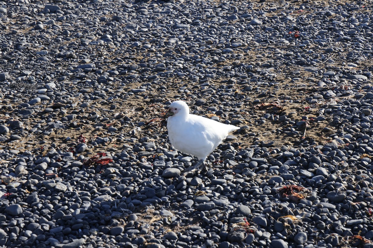 Snowy Sheathbill - ML635449226
