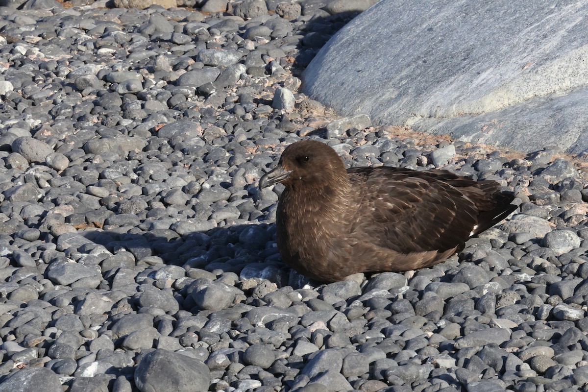 South Polar Skua - ML635449239
