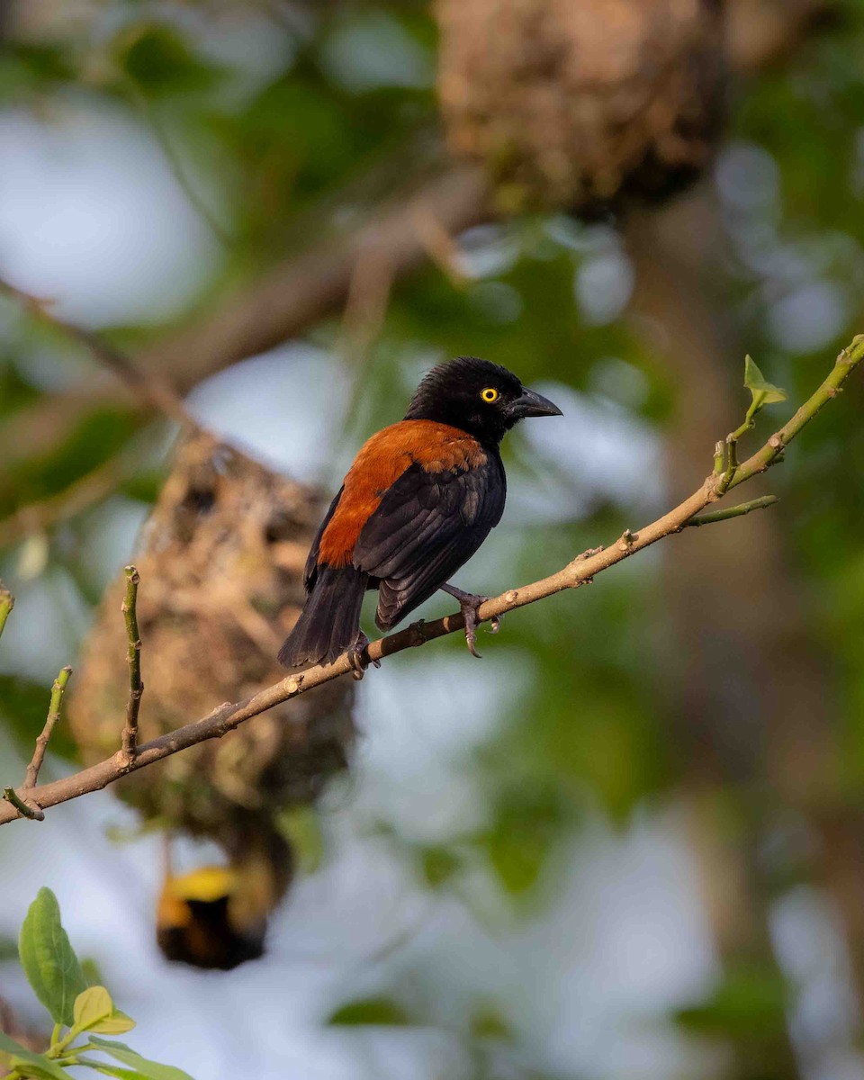 Chestnut-and-black Weaver - ML635449255