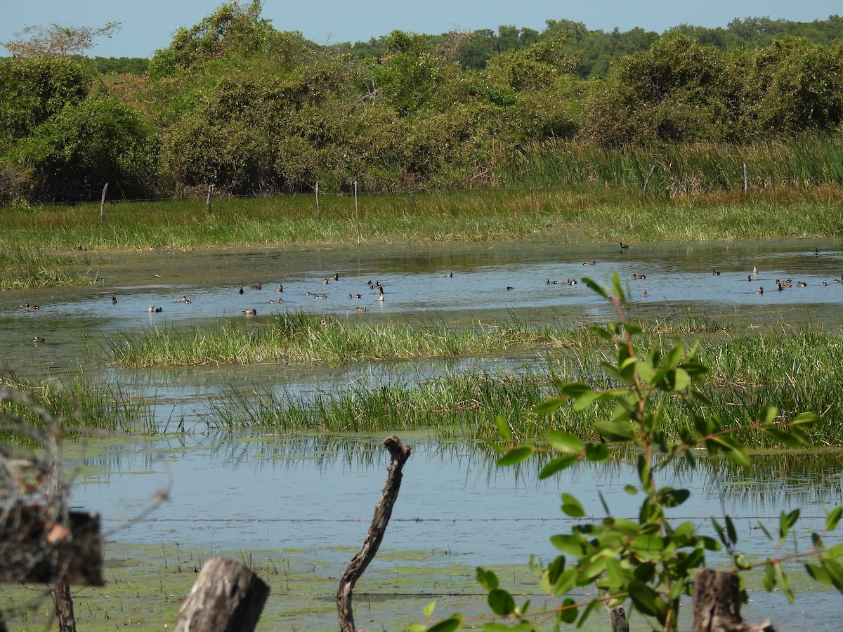 čírka modrokřídlá - ML635449262