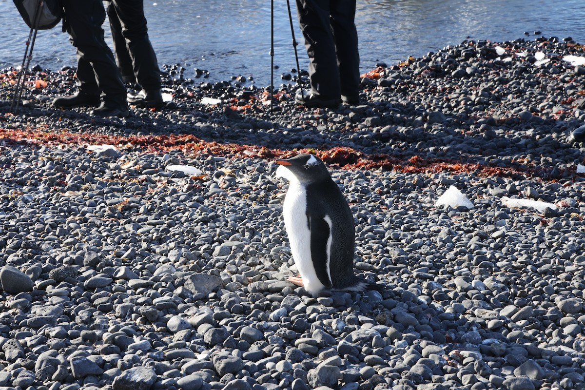Gentoo Penguin - ML635449288