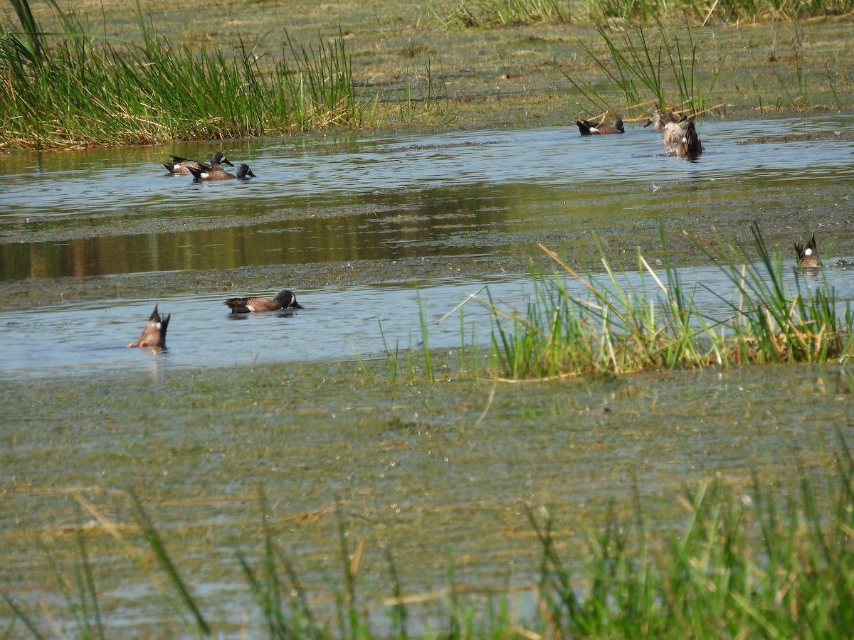 čírka modrokřídlá - ML635449346