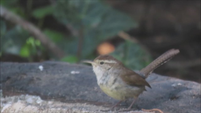 Troglodyte de Bewick - ML635449347