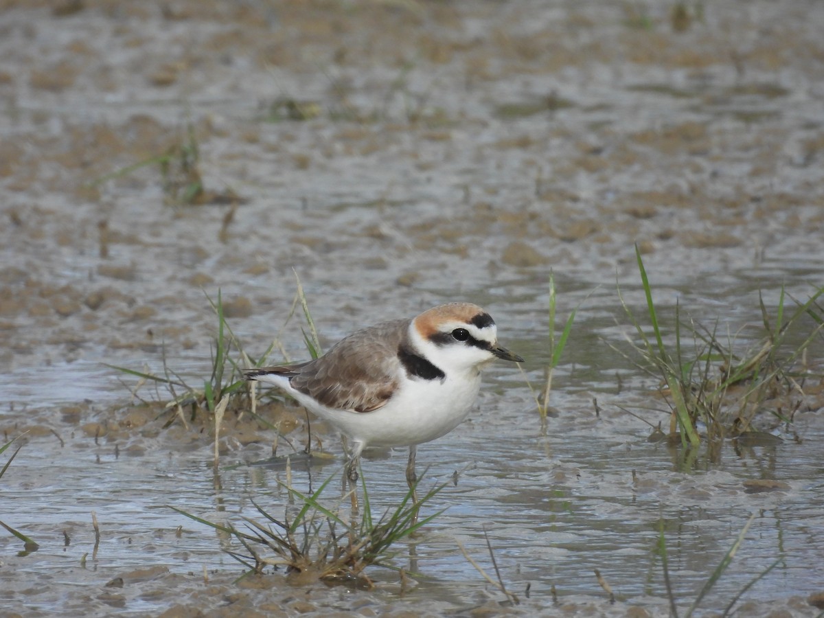 Kentish Plover - ML635449438