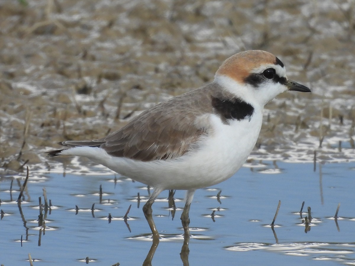 Kentish Plover - ML635449439