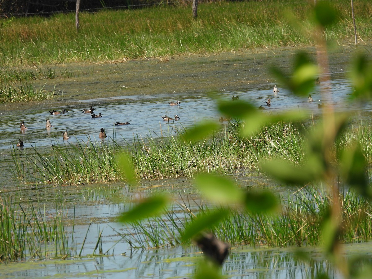 čírka modrokřídlá - ML635449530