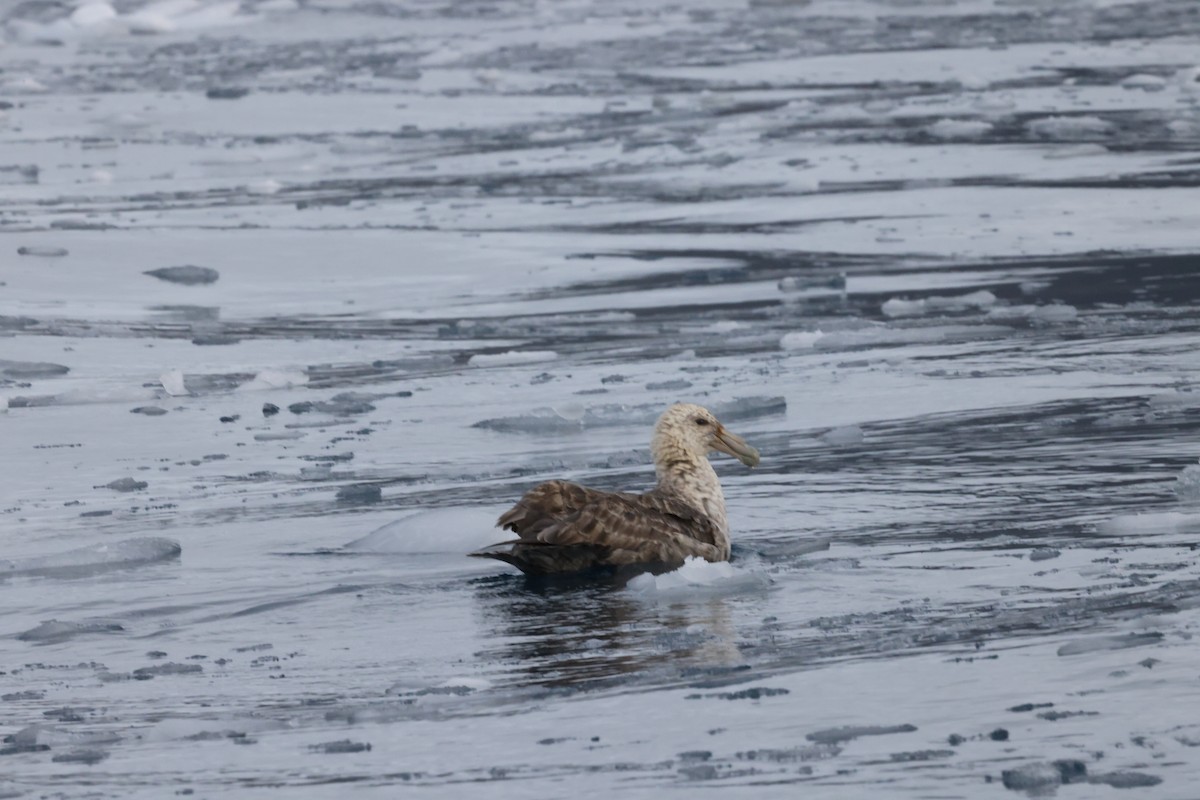 Southern Giant-Petrel - ML635449531