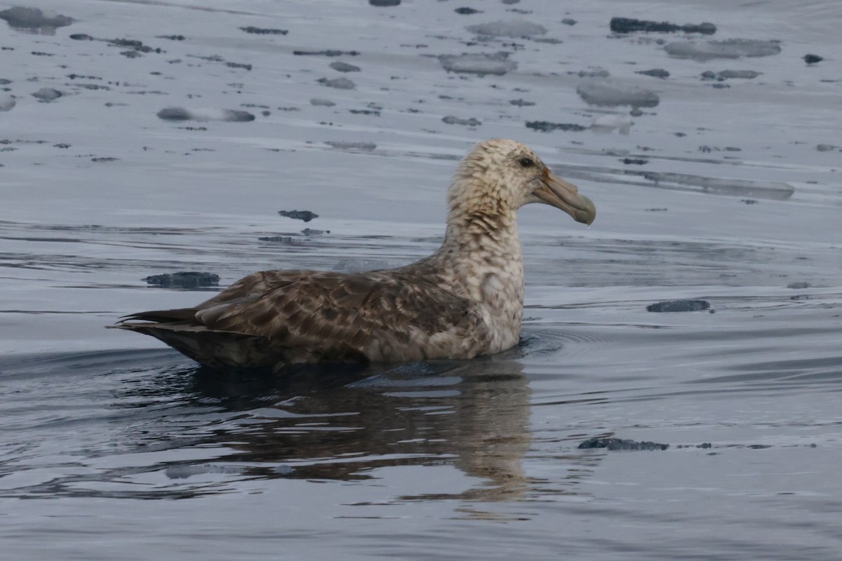 Southern Giant-Petrel - ML635449543
