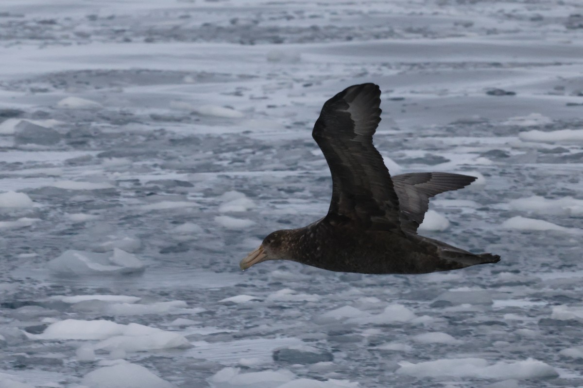 Southern Giant-Petrel - ML635449590
