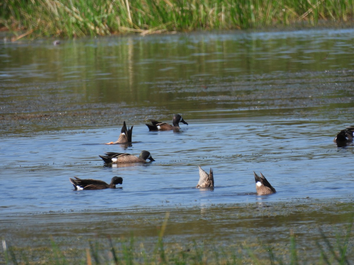 čírka modrokřídlá - ML635449598