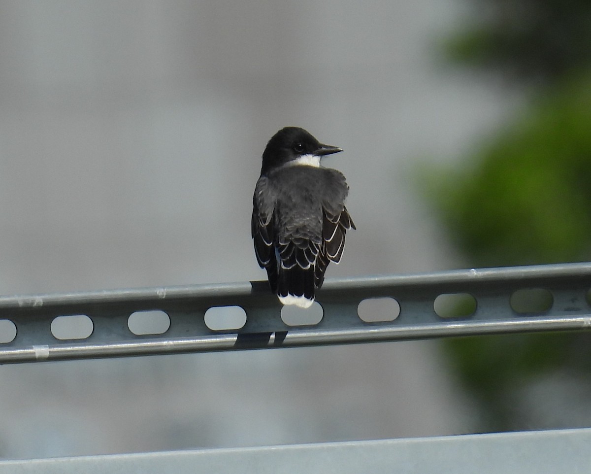 Eastern Kingbird - ML635449717