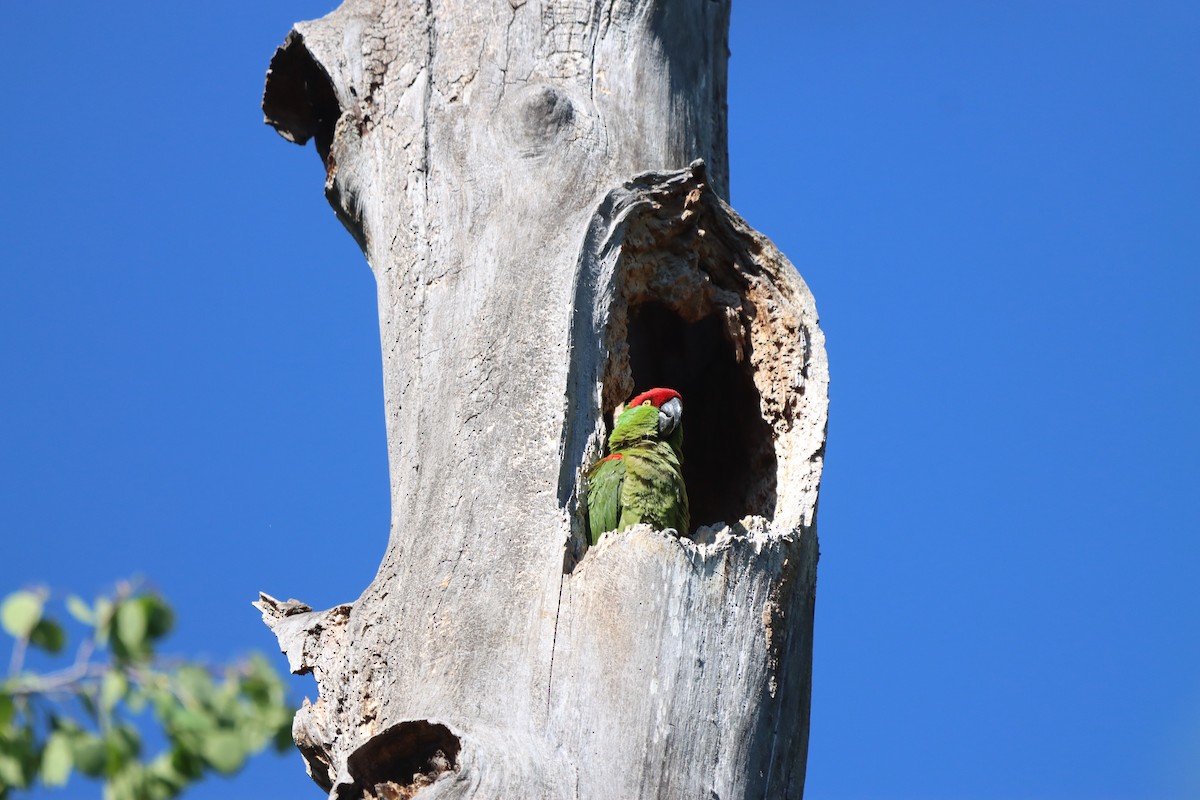 Thick-billed Parrot - ML635449747