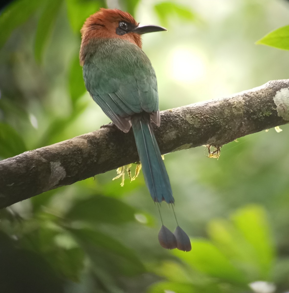 Broad-billed Motmot - ML635449849