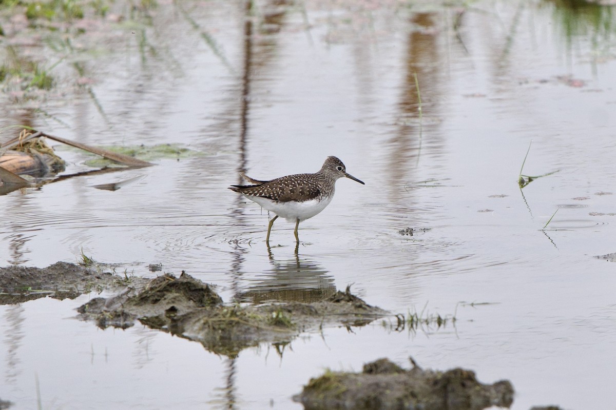 Solitary Sandpiper - ML635449853