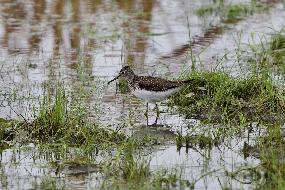 Solitary Sandpiper - ML635449854