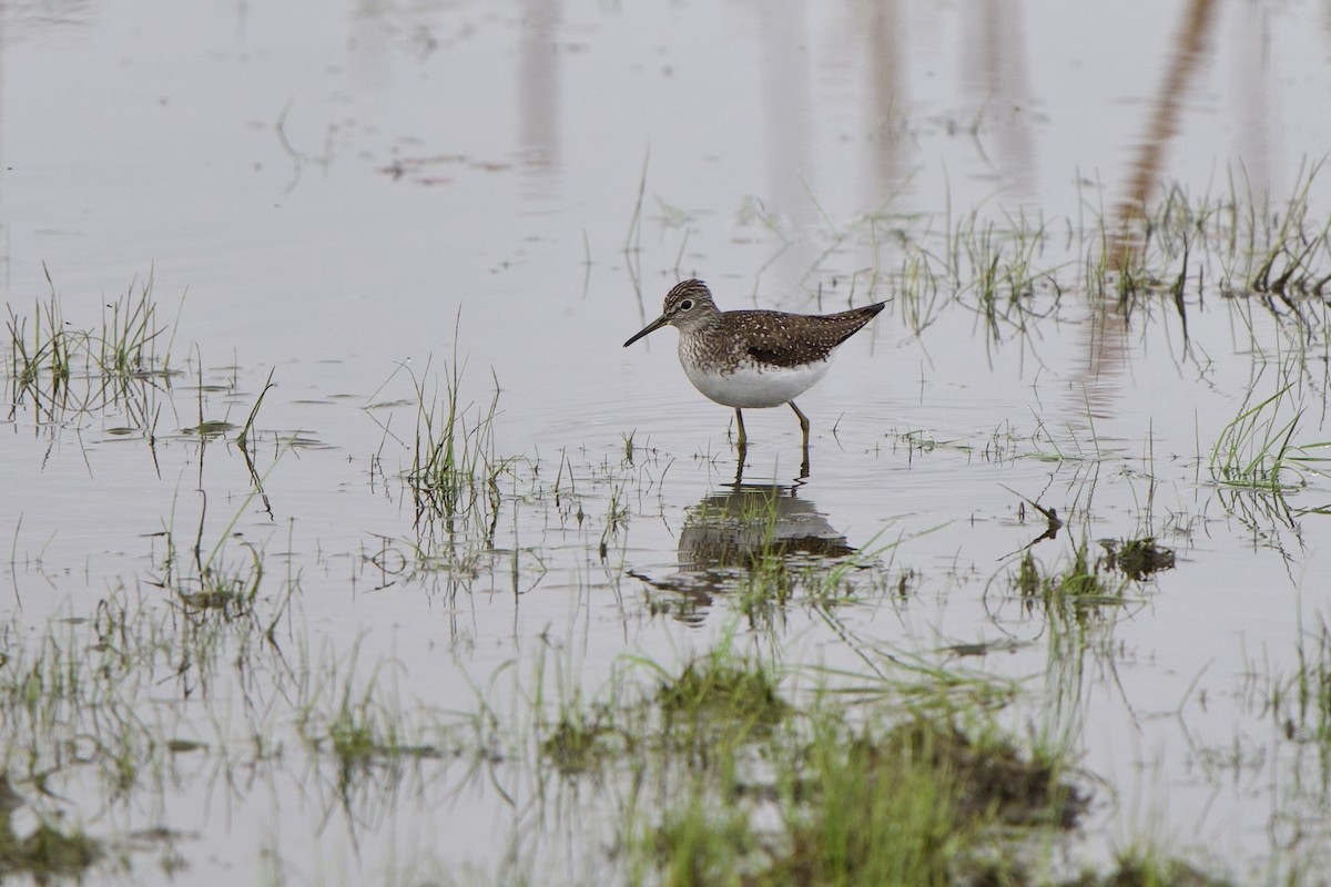 Solitary Sandpiper - ML635449855