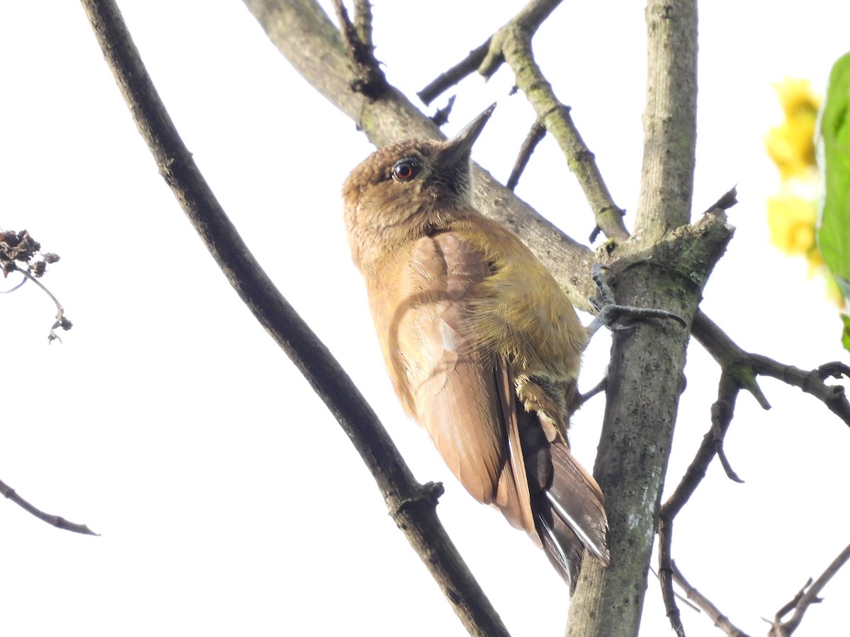 Smoky-brown Woodpecker - ML635449863