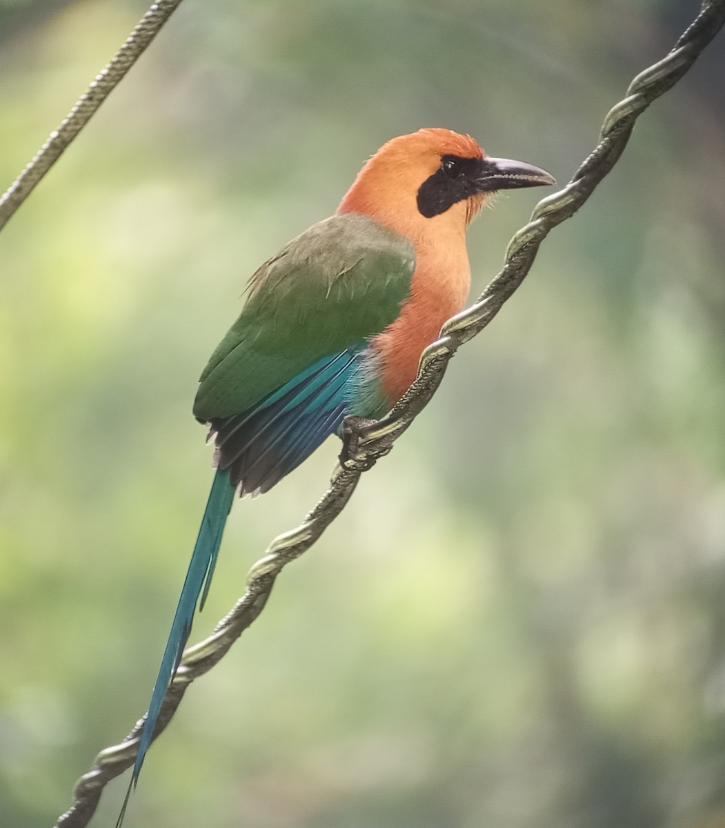 Rufous Motmot - ML635449868