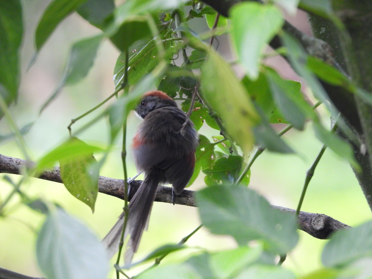 Silvery-throated Spinetail - ML635449878