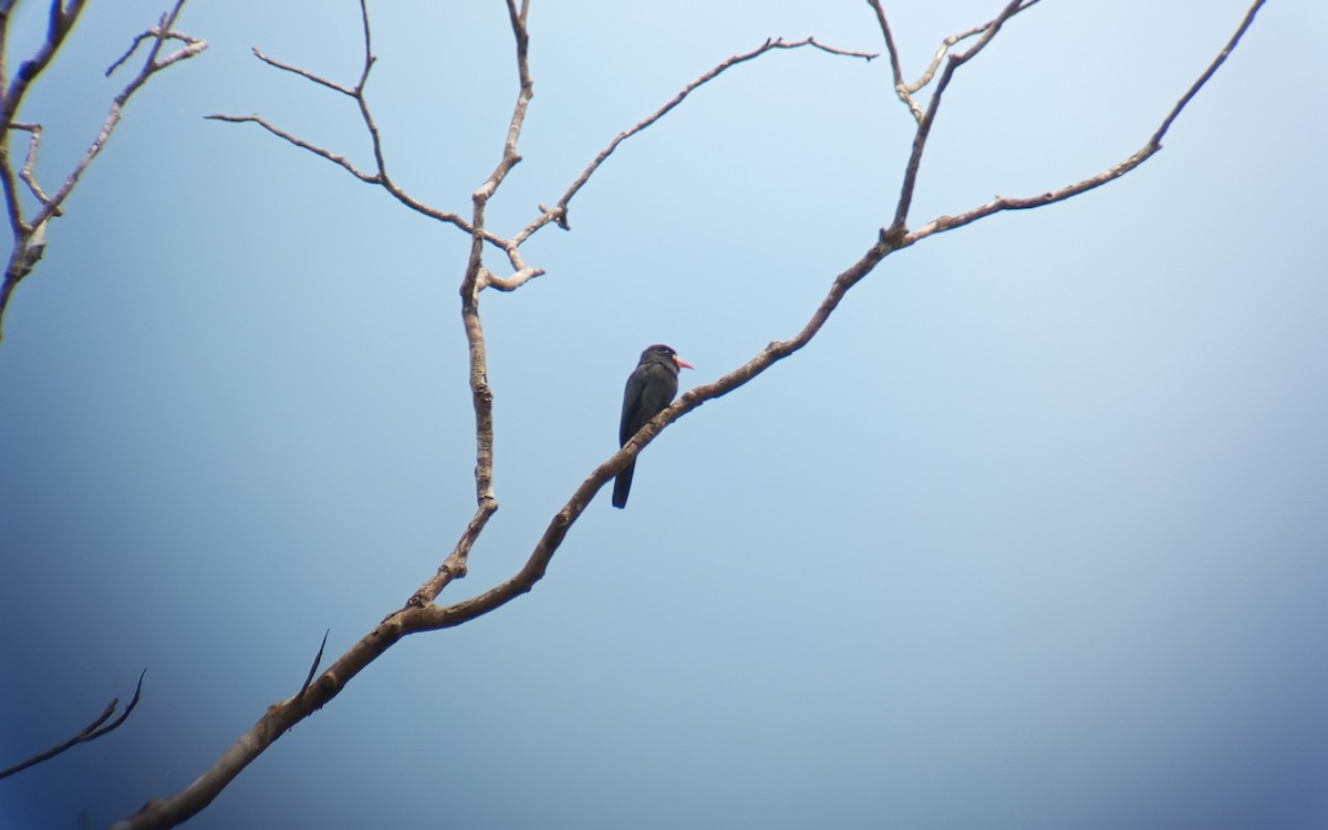 White-fronted Nunbird - ML635449893