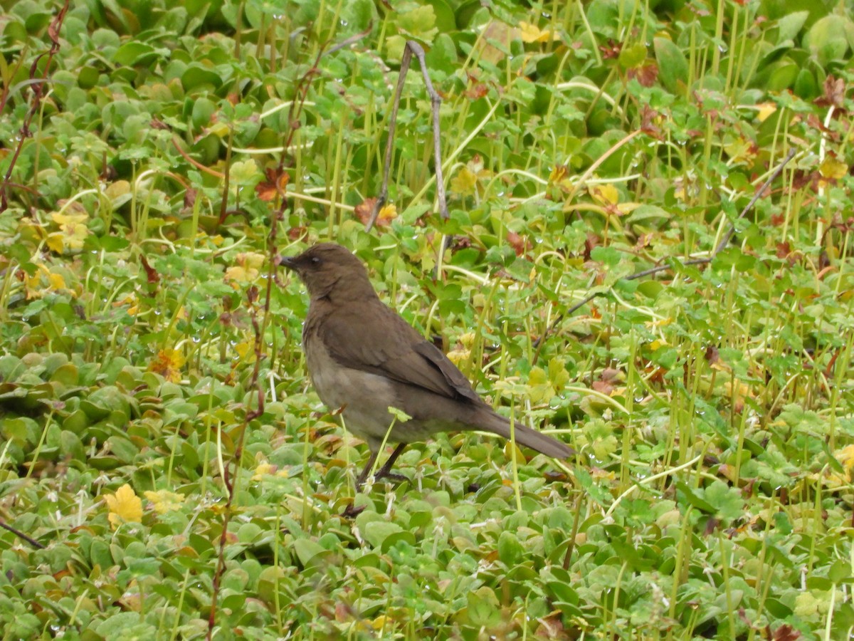 Black-billed Thrush - ML635449895