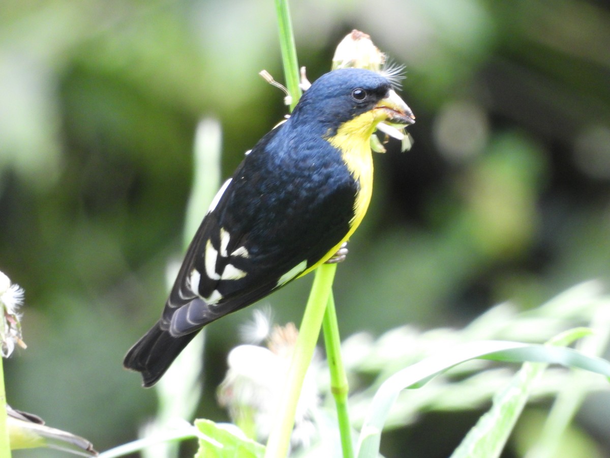 Lesser Goldfinch - ML635449913