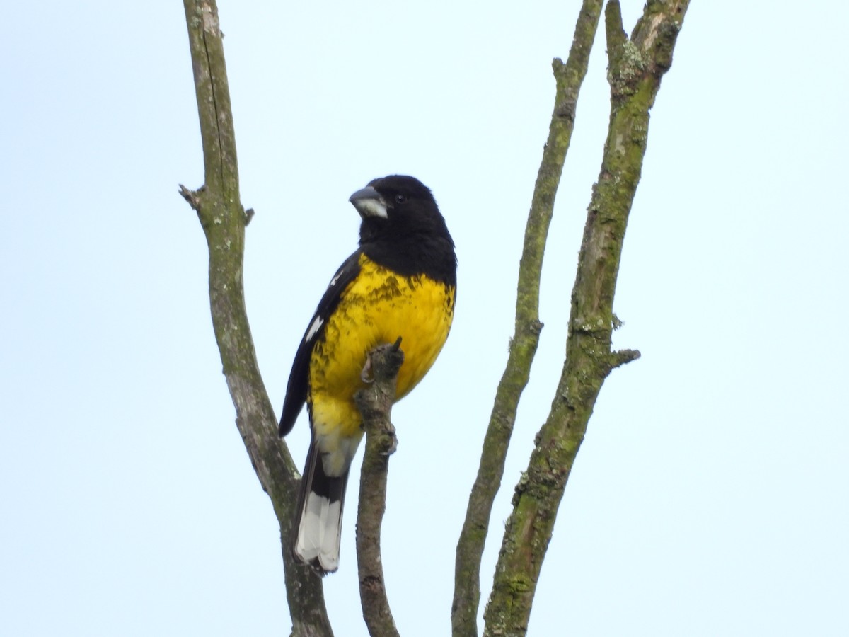 Black-backed Grosbeak - ML635449928