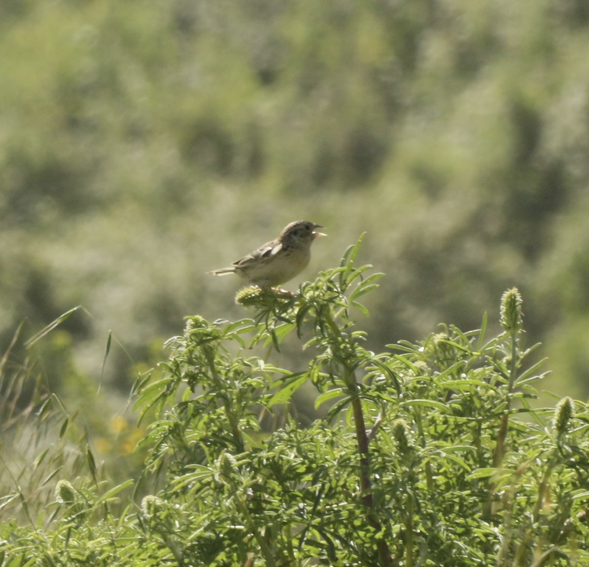 Grasshopper Sparrow - ML635449963