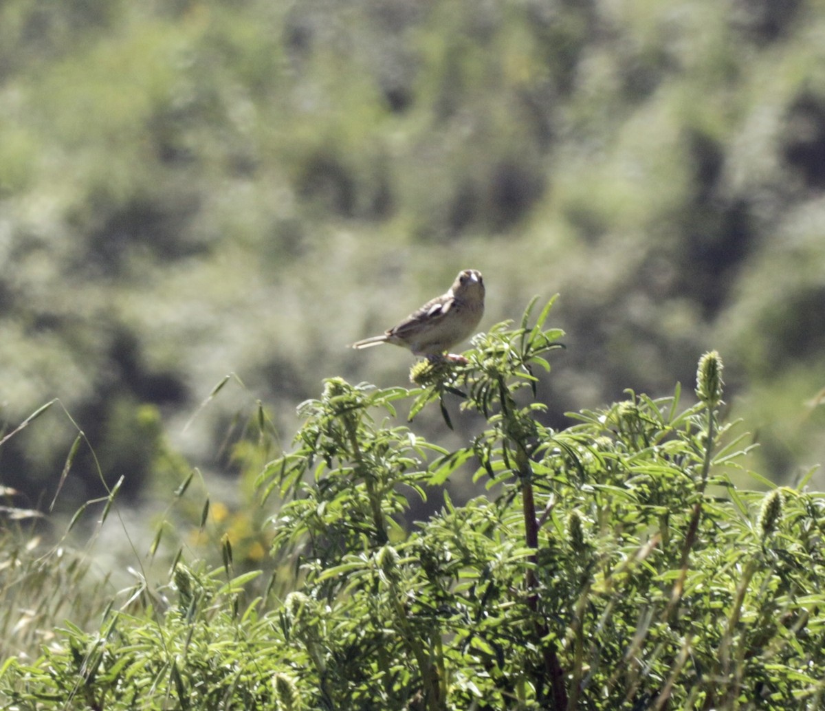 Grasshopper Sparrow - ML635449965