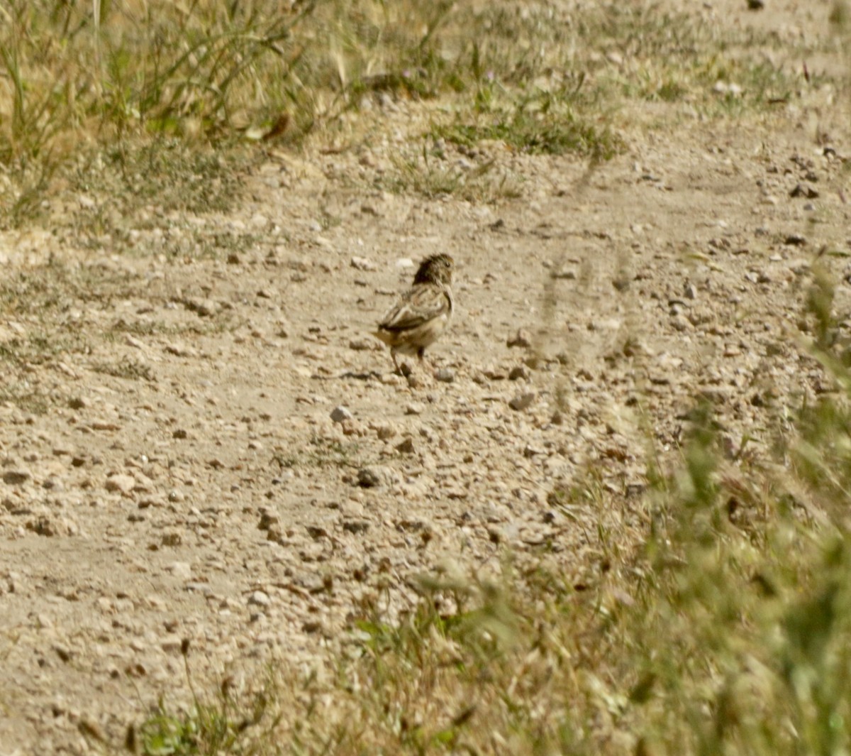 Grasshopper Sparrow - ML635449966