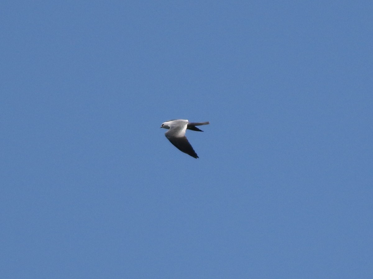 Mississippi Kite - ML635449993