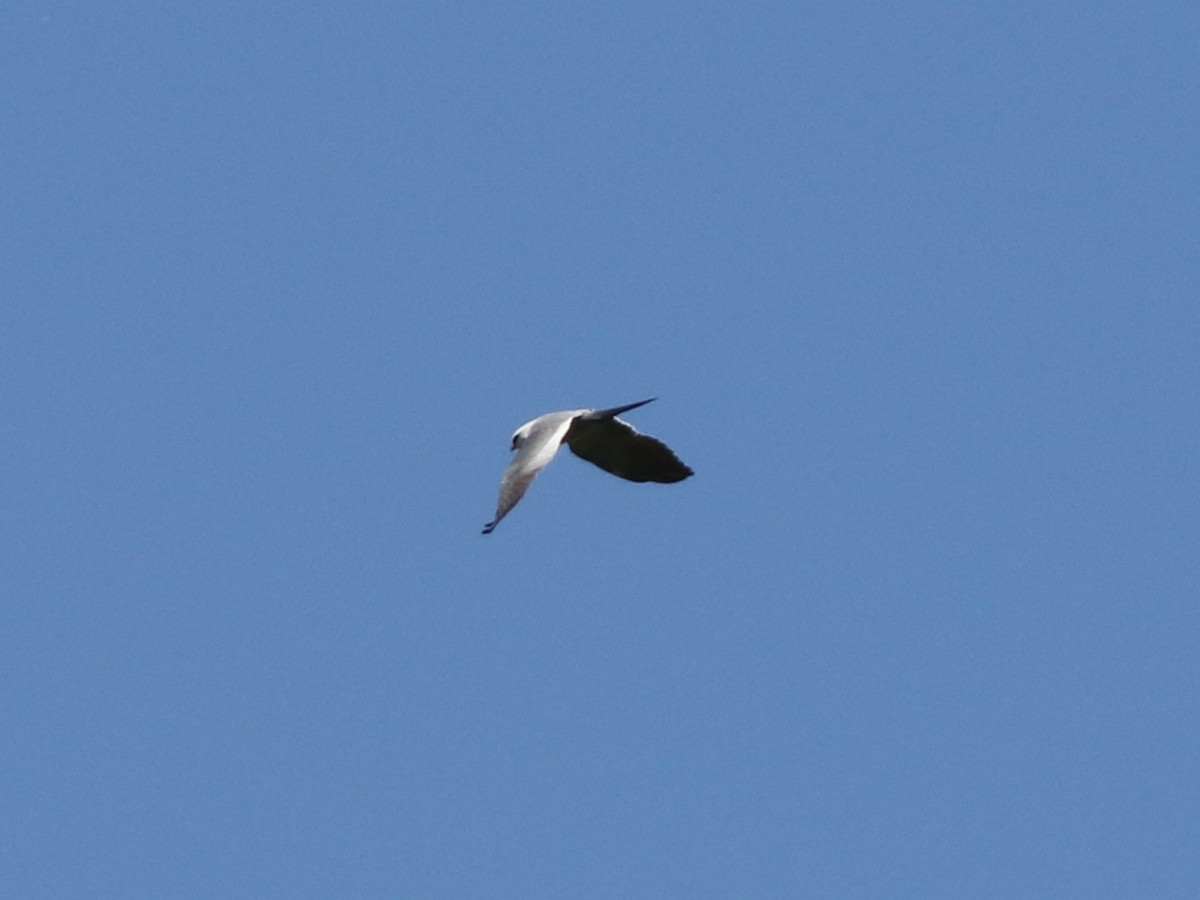 Mississippi Kite - ML635449994