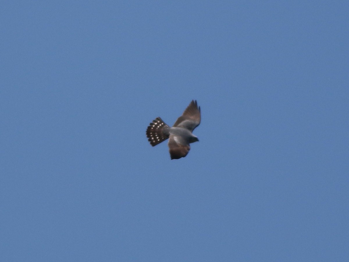 Mississippi Kite - ML635449996