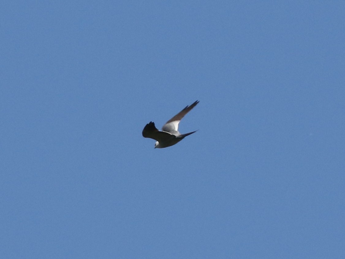 Mississippi Kite - ML635449997