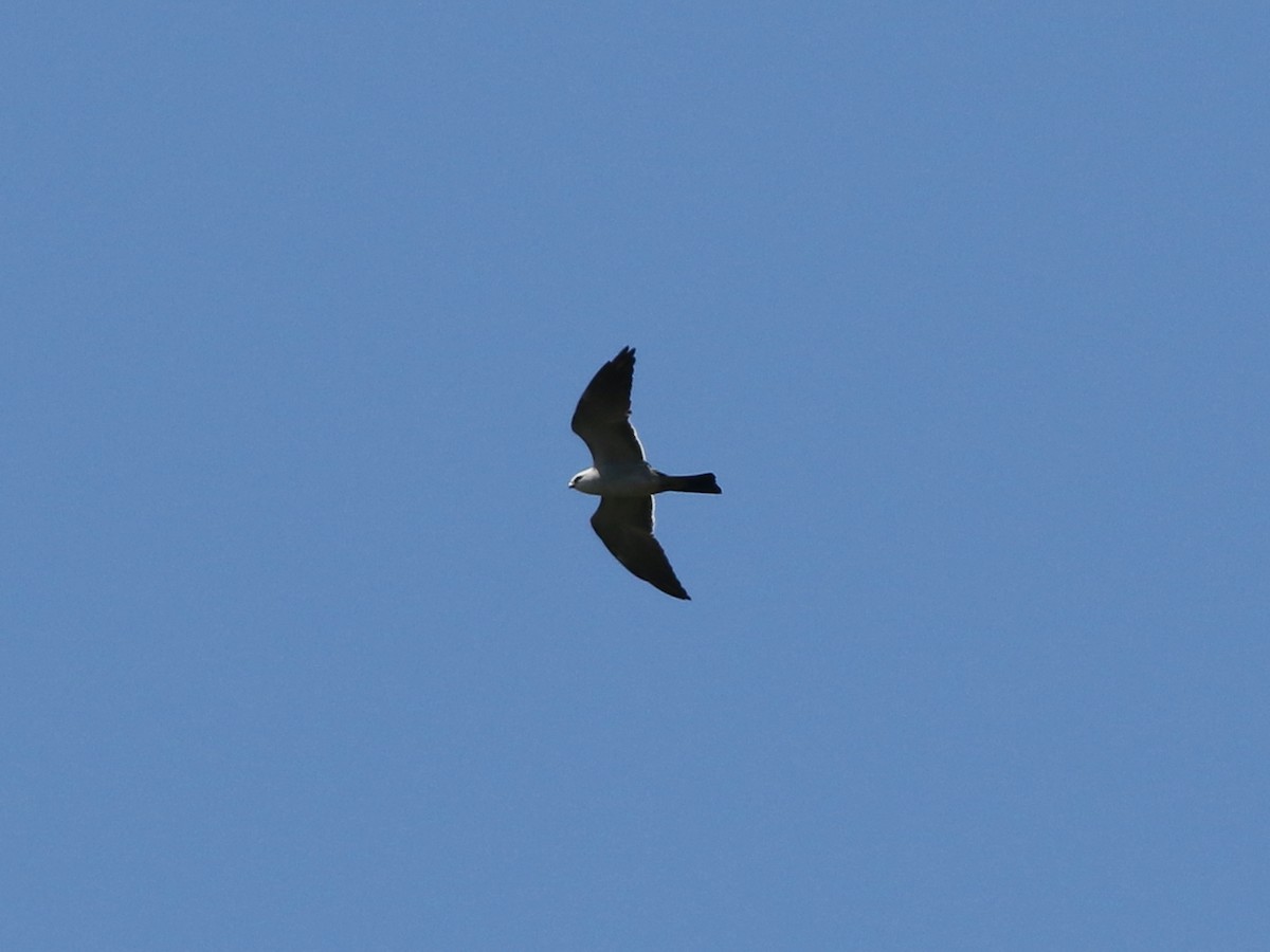 Mississippi Kite - ML635449998