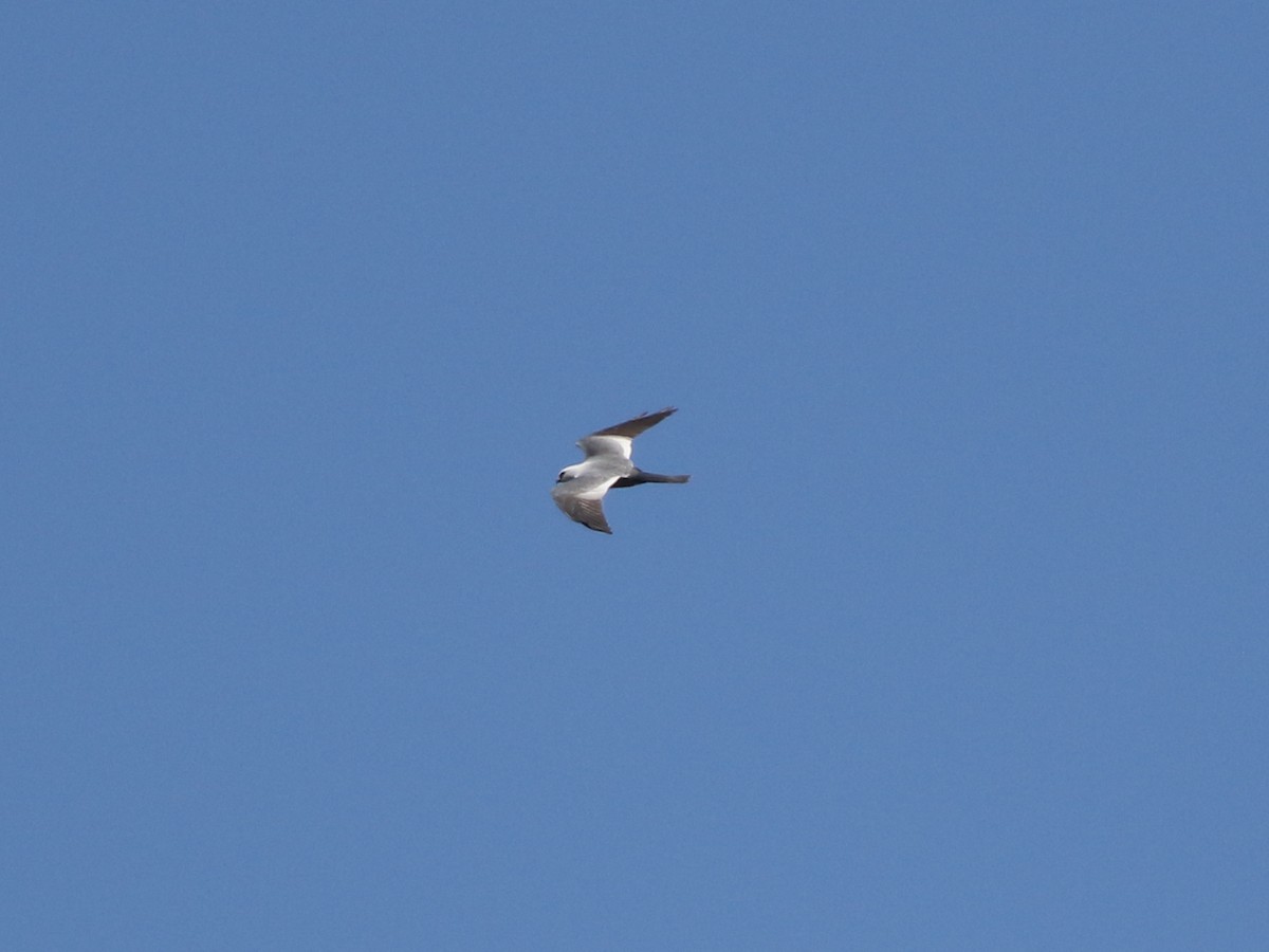 Mississippi Kite - ML635450001