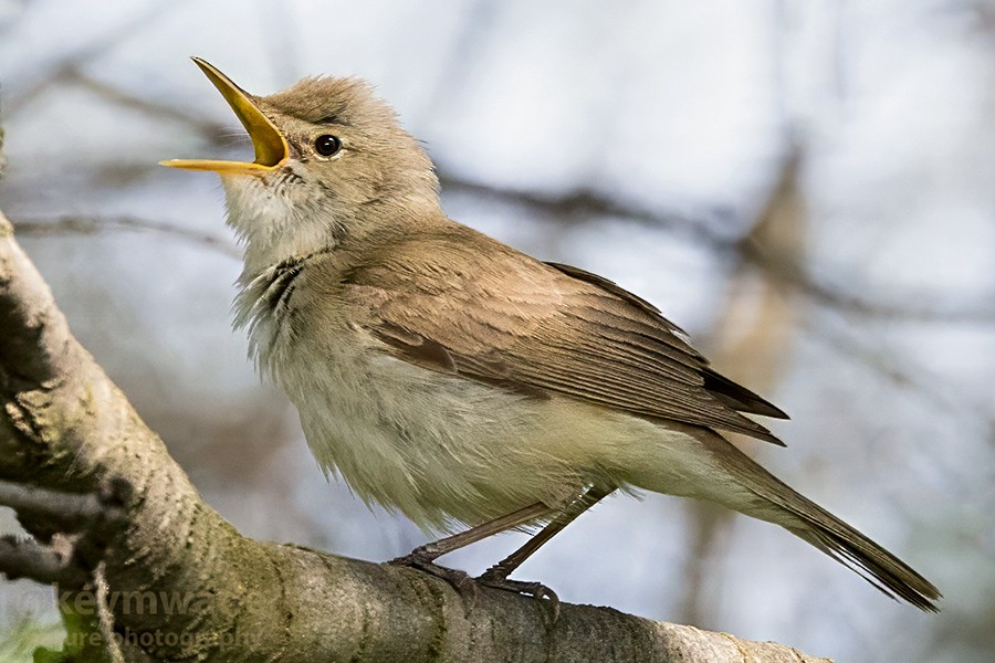 Western Olivaceous Warbler - ML635450005