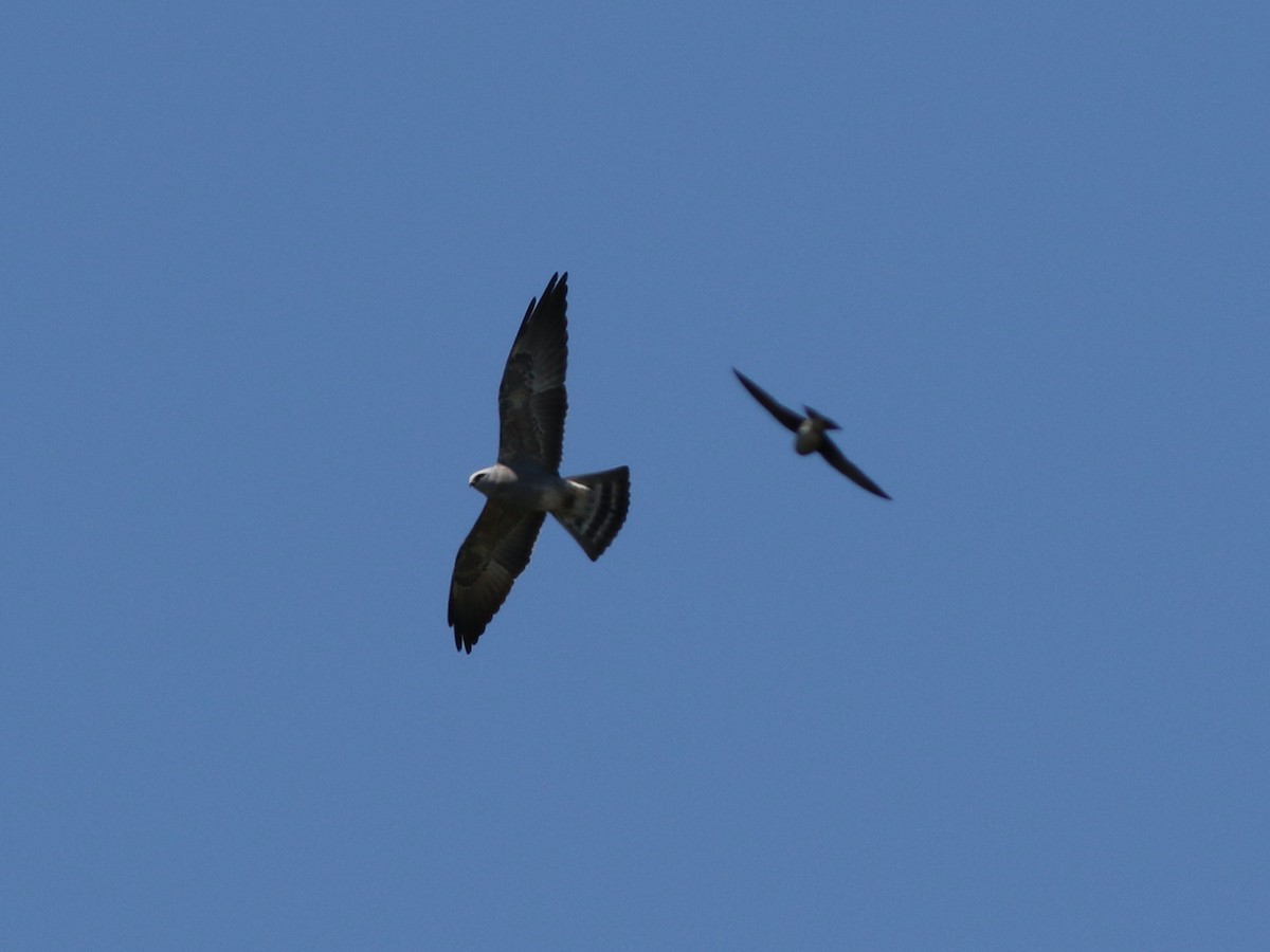 Mississippi Kite - ML635450006