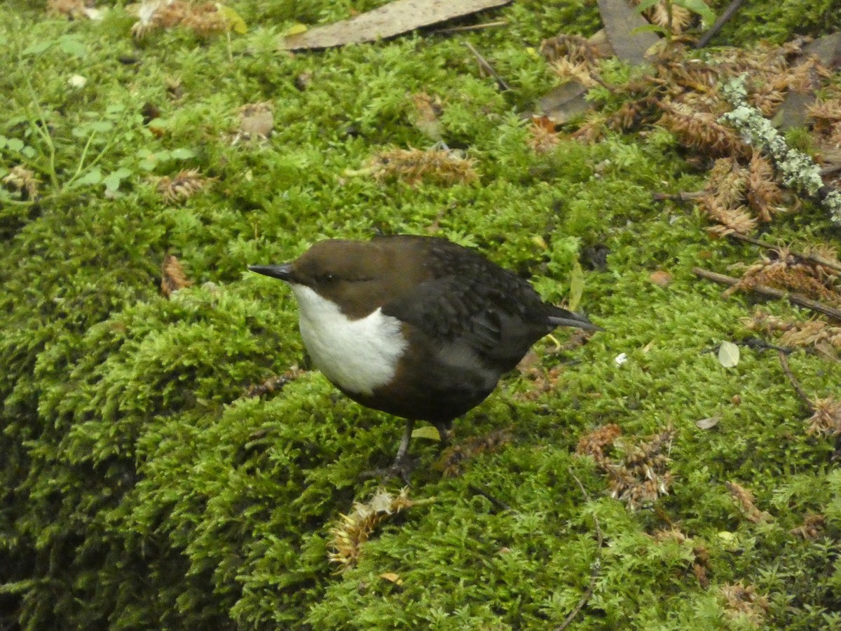 White-throated Dipper - ML635450060