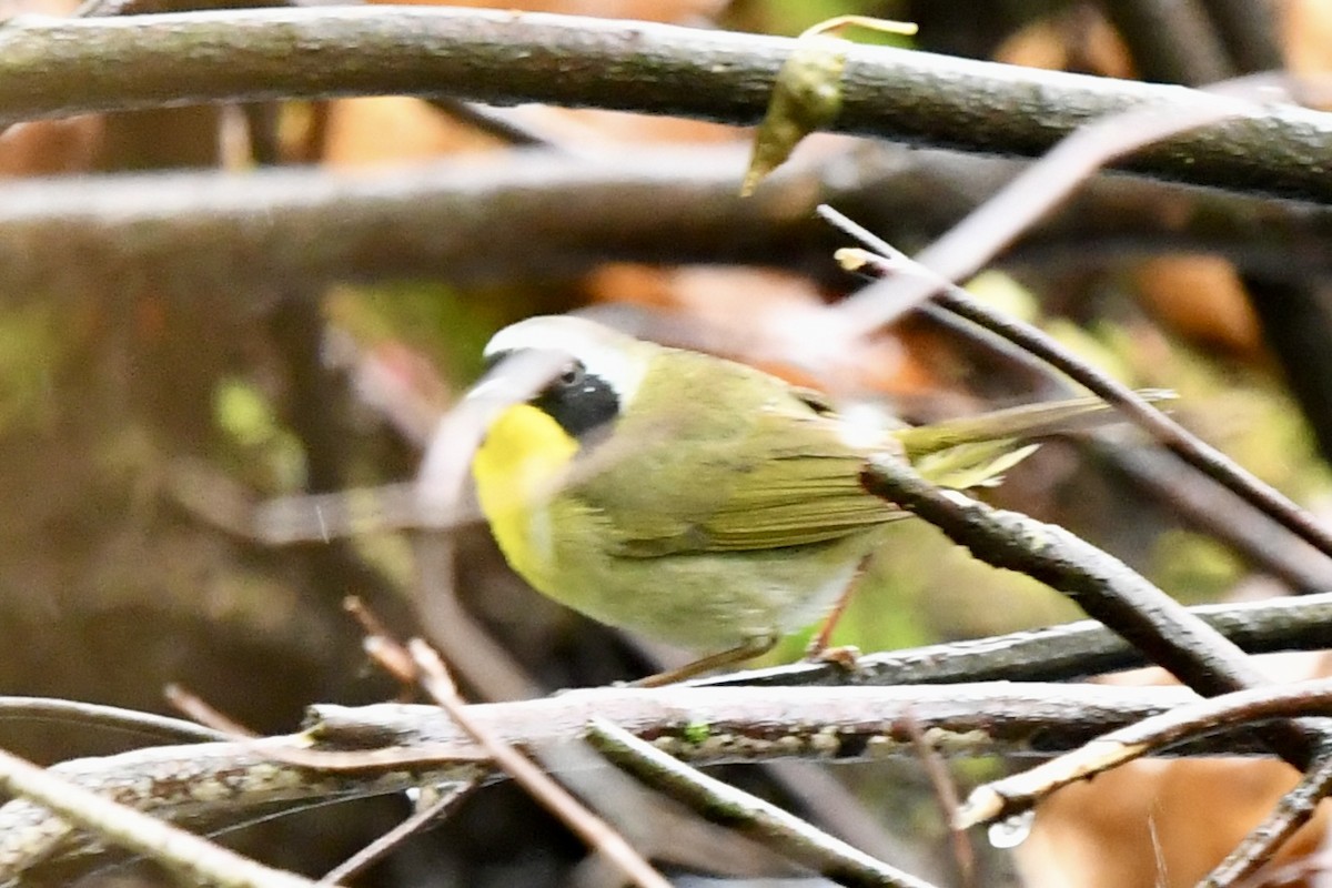 Common Yellowthroat - ML635450164