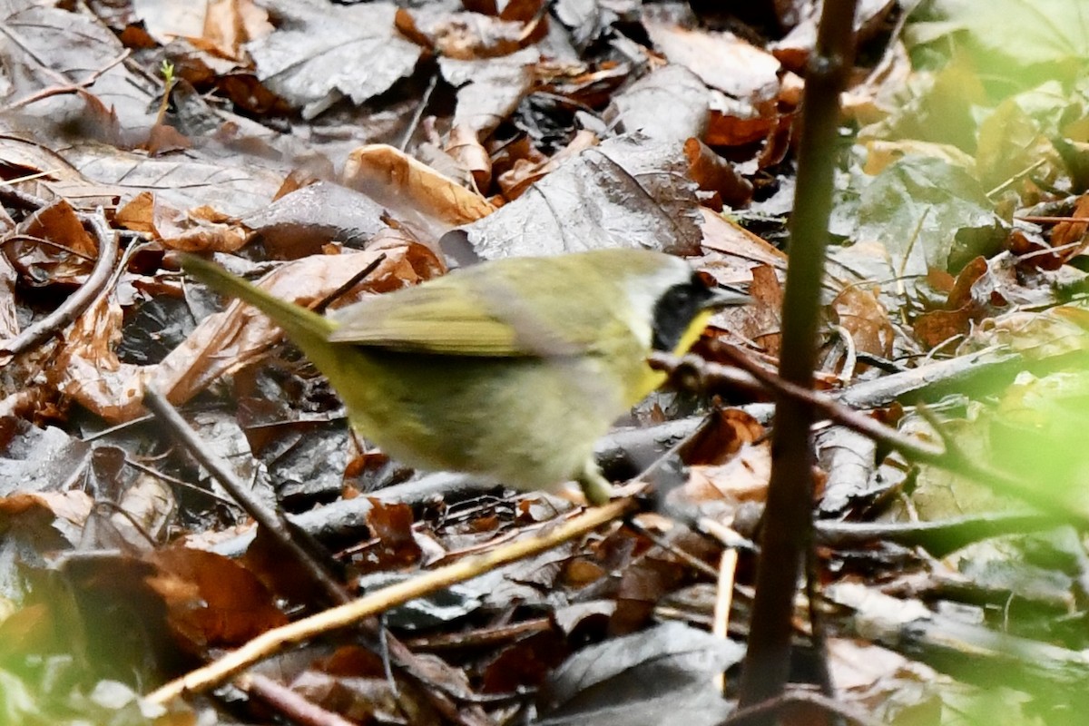 Common Yellowthroat - ML635450166