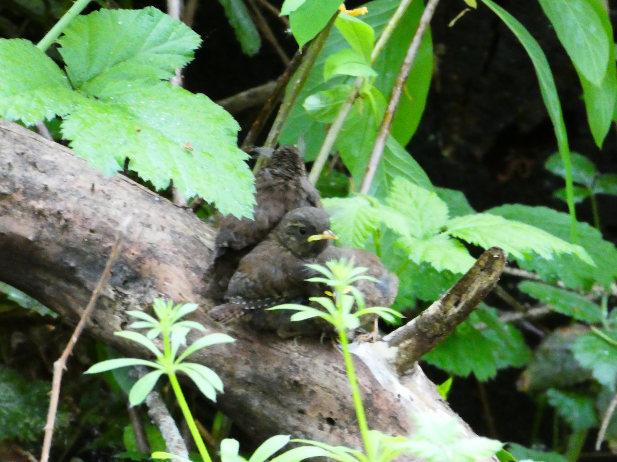 Pacific Wren - ML635450175