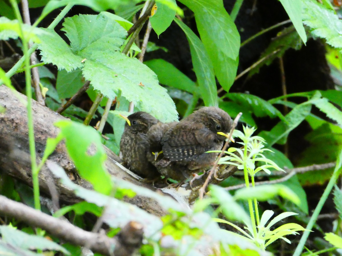 Pacific Wren - ML635450181