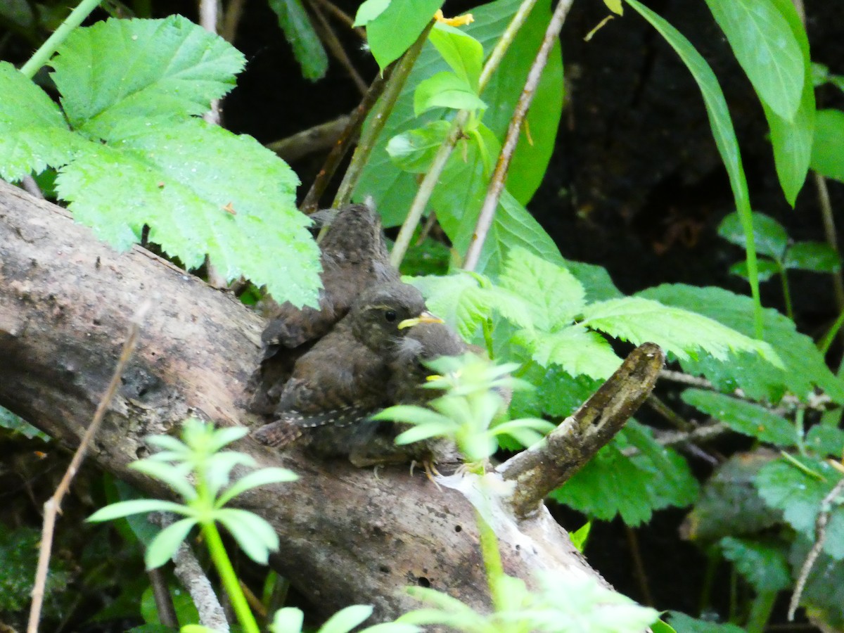 Pacific Wren - ML635450184