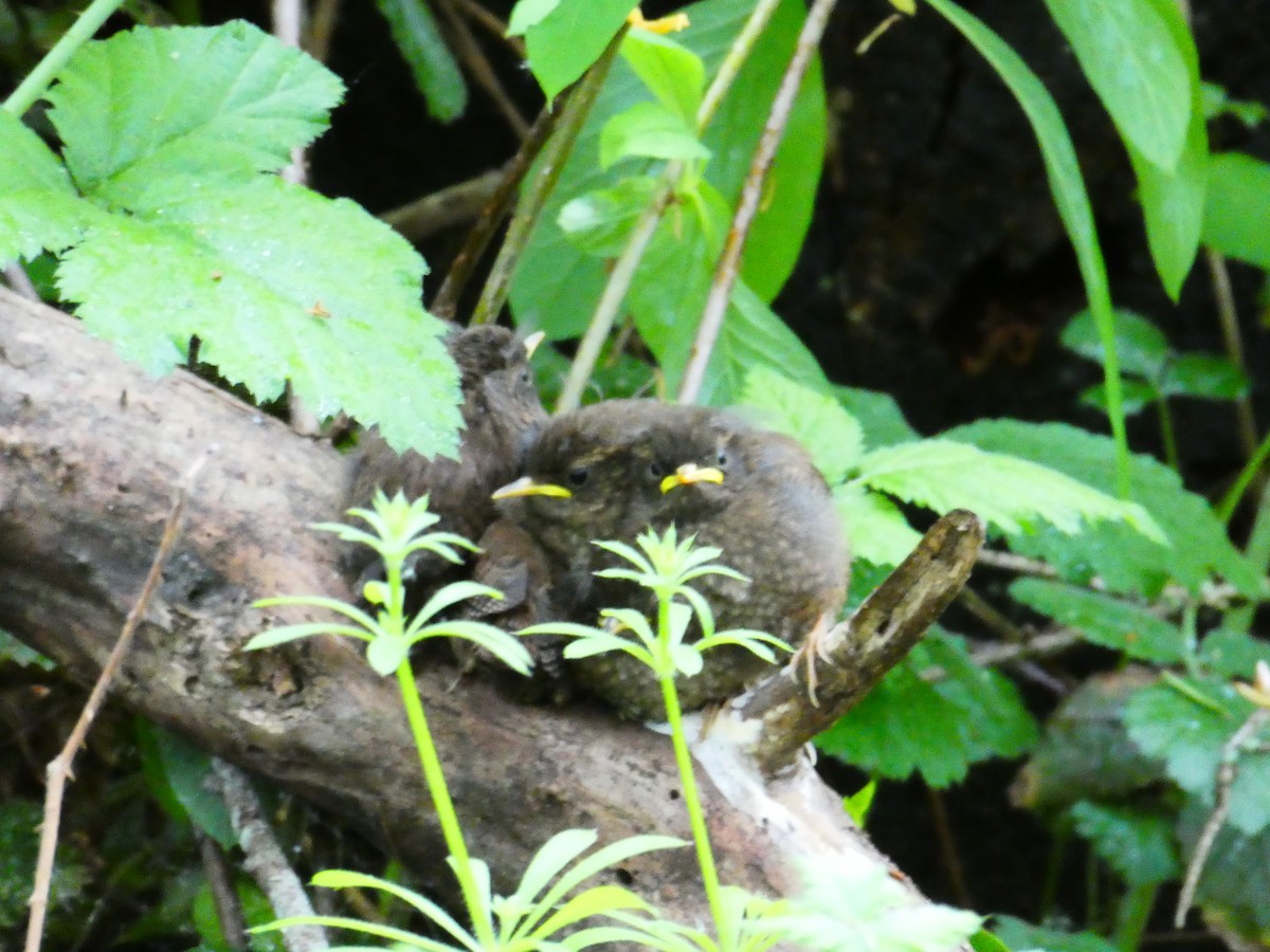 Pacific Wren - ML635450185