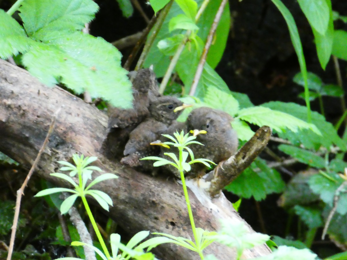 Pacific Wren - ML635450187