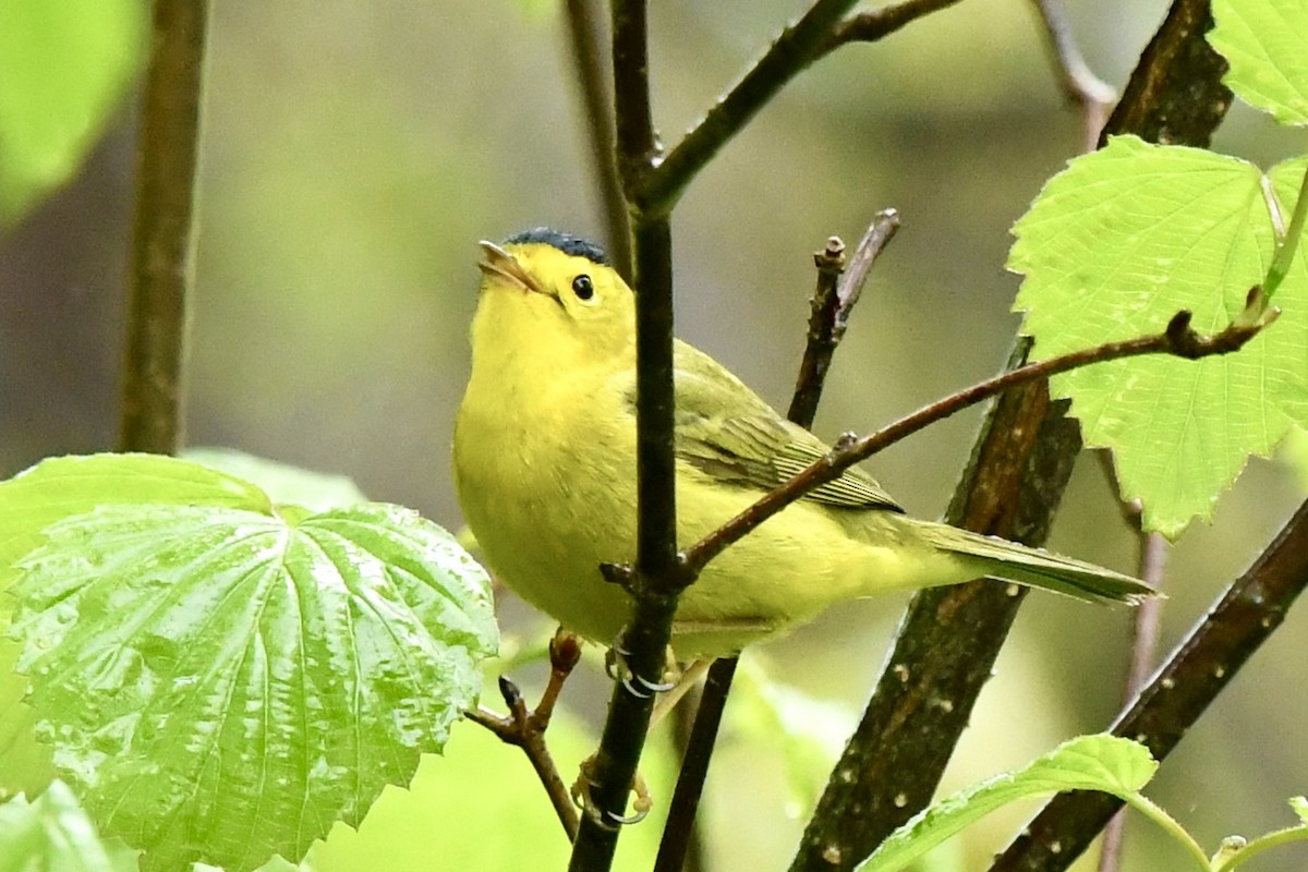 Wilson's Warbler - ML635450205